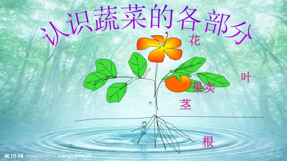 7蔬菜长在哪里_第2页