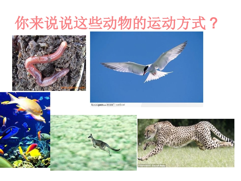 第一节动物的运动_第1页