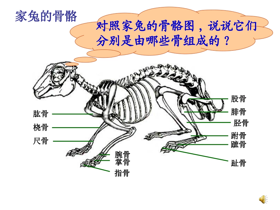 第一节动物的运动_第3页