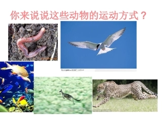 第一节动物的运动
