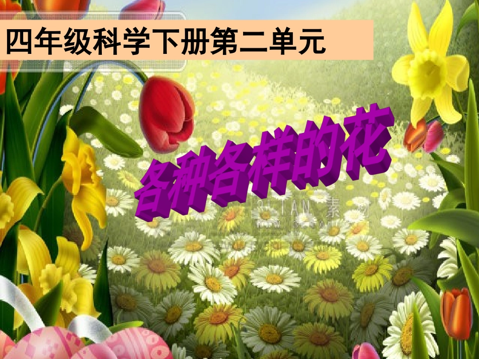 各种各样的花_课件 (3)_第1页