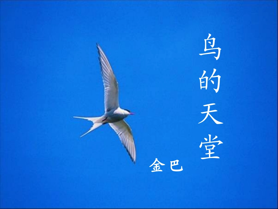 3鸟的天堂 (2)_第1页