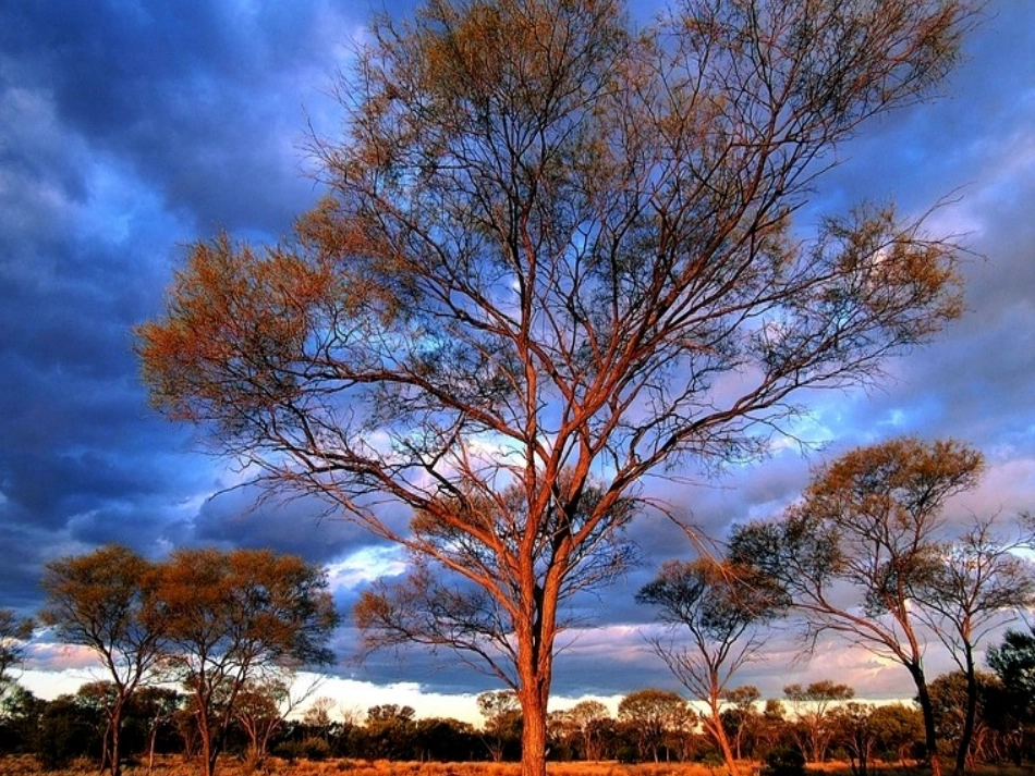 T102幼儿园特色美术小班《枝枝丫丫的树》欣赏时点击播放_第1页