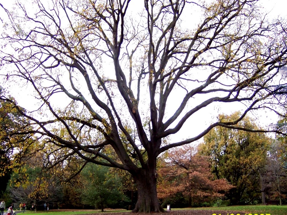 T102幼儿园特色美术小班《枝枝丫丫的树》欣赏时点击播放_第2页