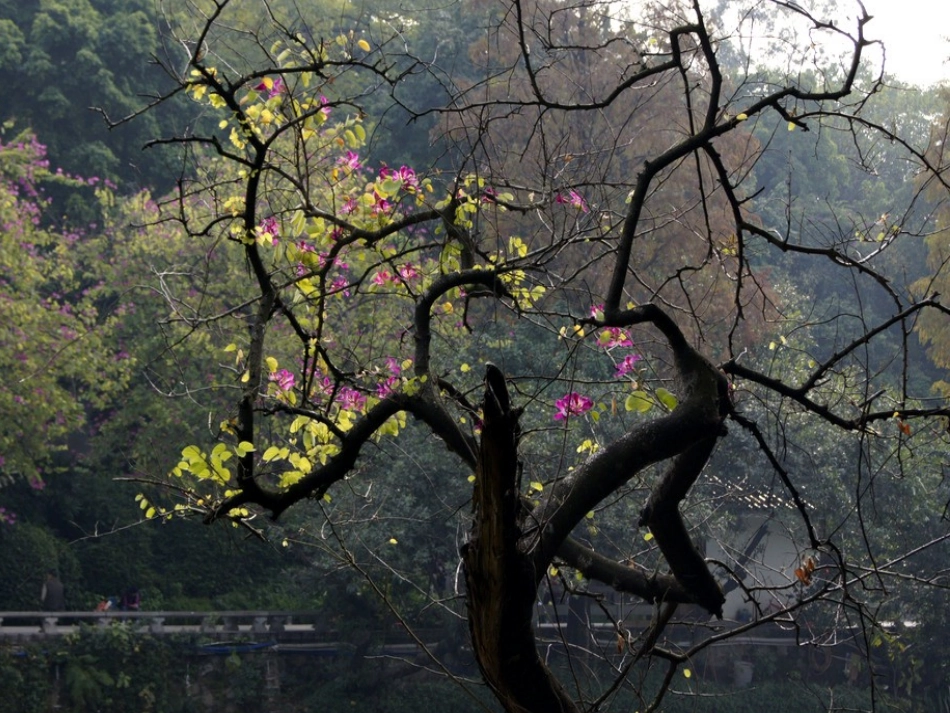 T102幼儿园特色美术小班《枝枝丫丫的树》欣赏时点击播放_第3页