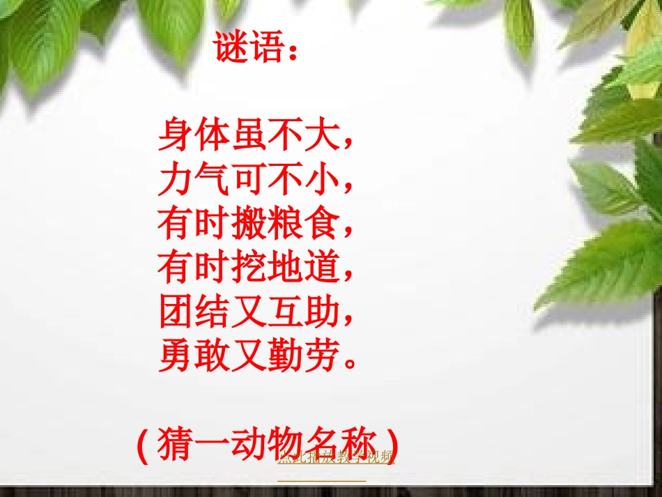 蚂蚁课件 (2)_第2页