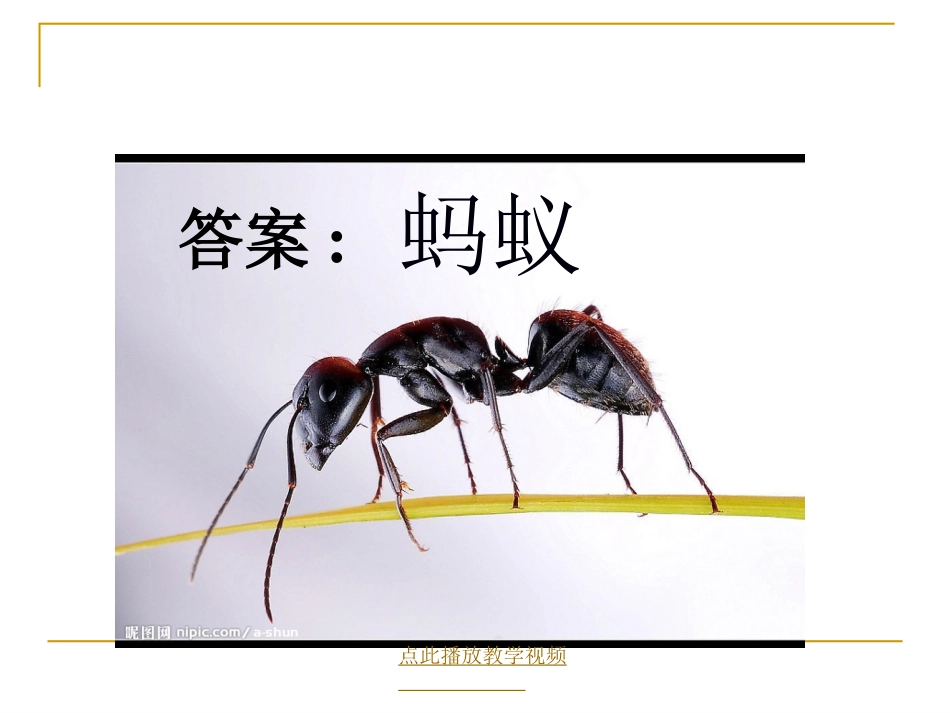 蚂蚁课件 (2)_第3页