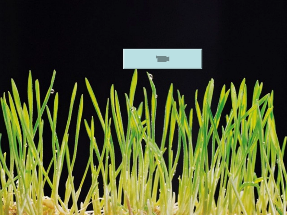 童心是小鸟课件_第2页