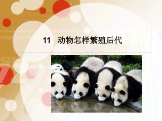 动物怎样繁殖后代 (2)