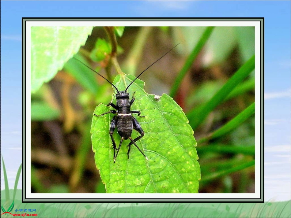 7蟋蟀的住宅 (4)_第3页