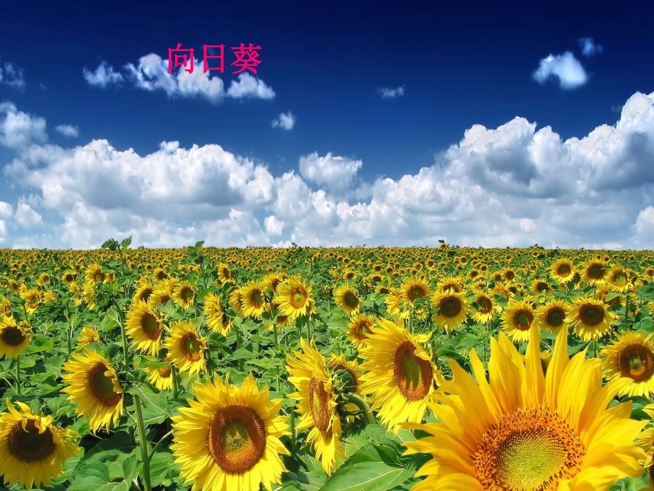 第三课向日葵课件_第1页
