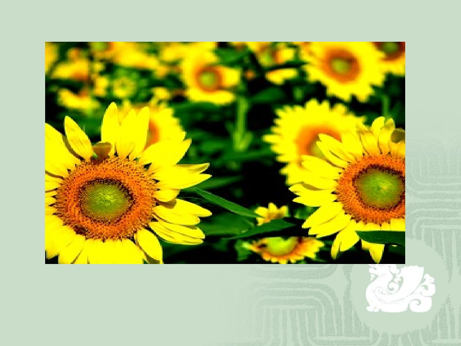 第三课向日葵课件_第2页