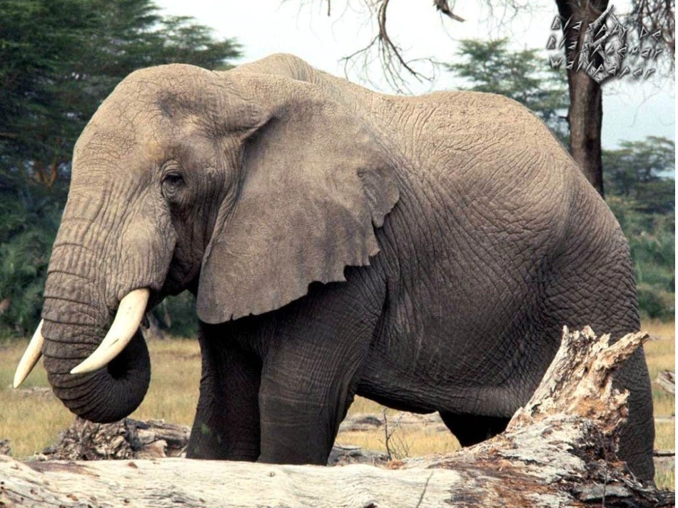 8、《大象保姆》_第2页