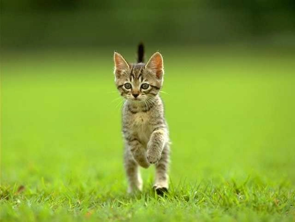 猫教学课件准_第2页