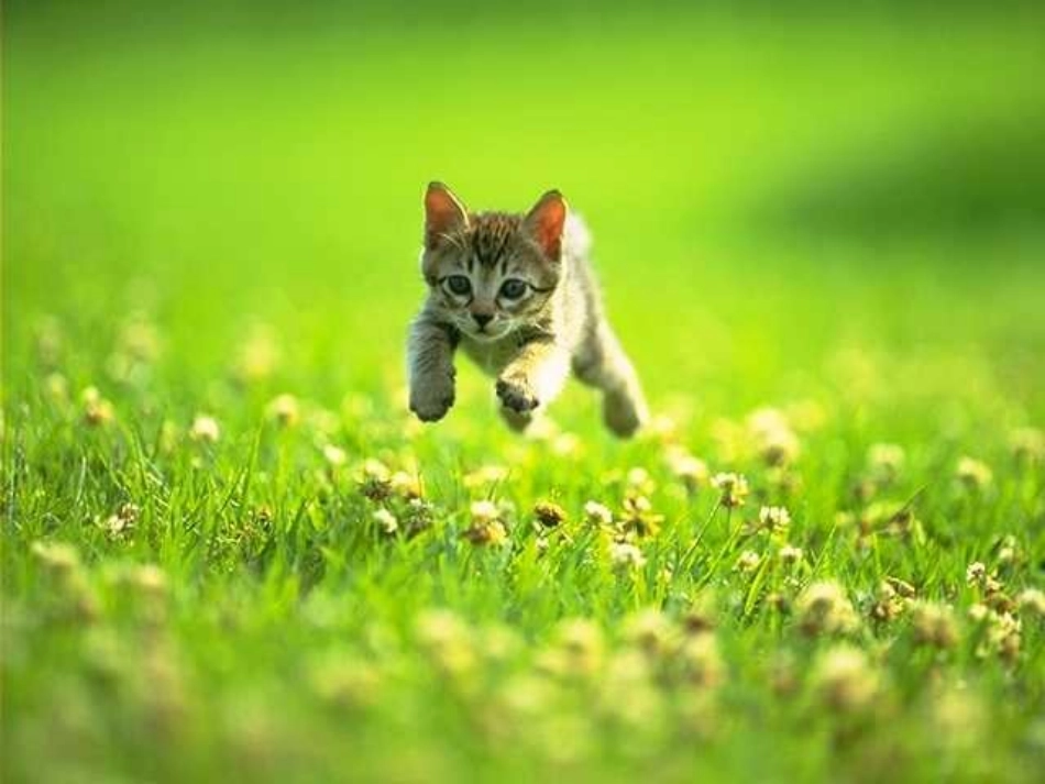 猫教学课件准_第3页