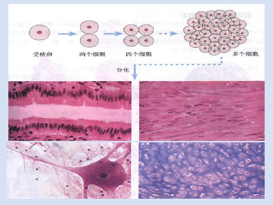 动物体的结构层次_第3页