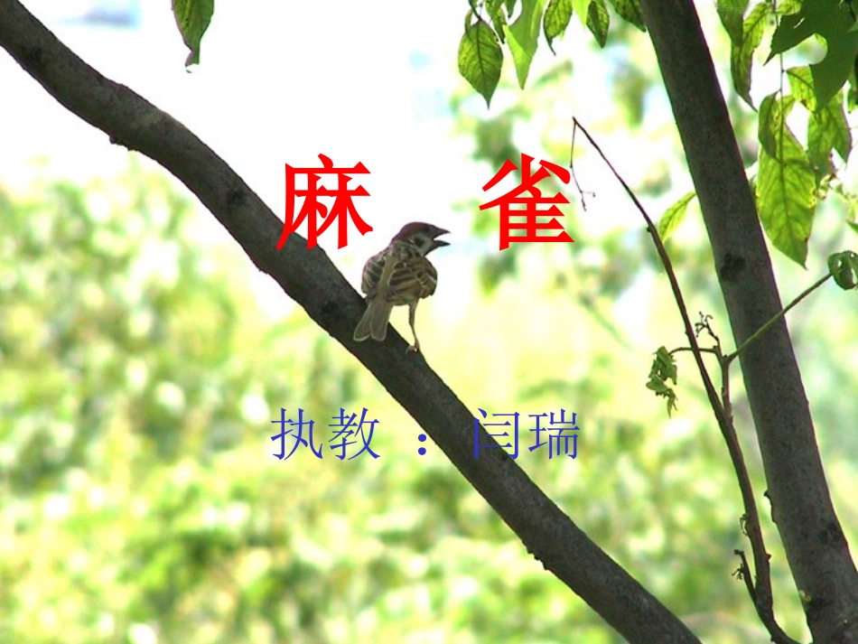 《麻雀》课件_第1页