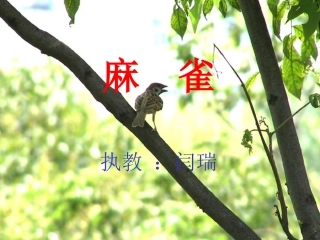 《麻雀》课件