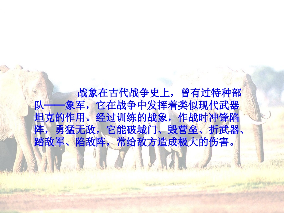 《最后一头战象》课件_第2页