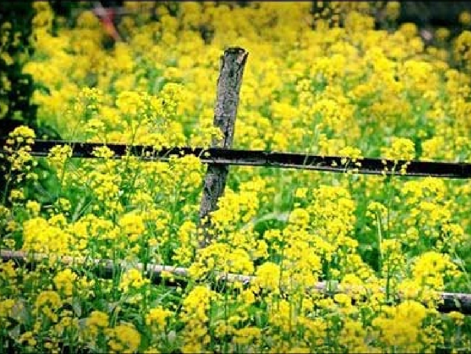 二十四节气之清明_第3页