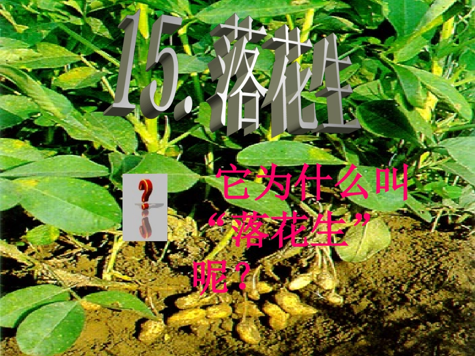 落花生(完美版) (3)_第2页