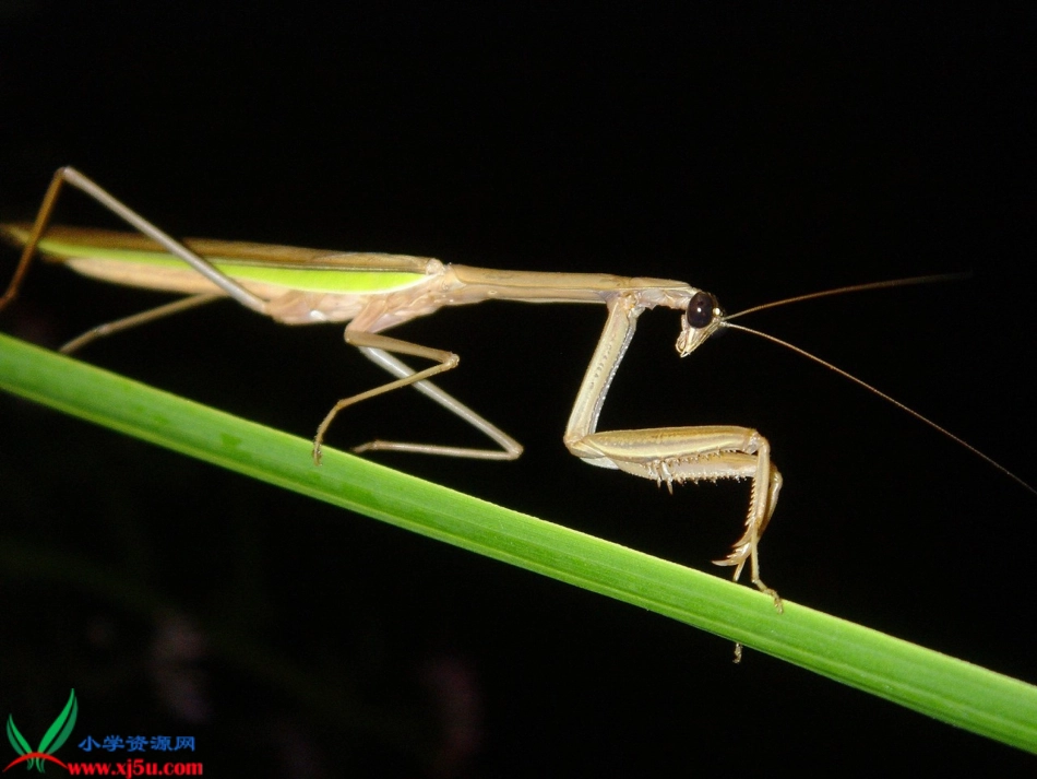 法布尔观察昆虫_1gdkj_第3页