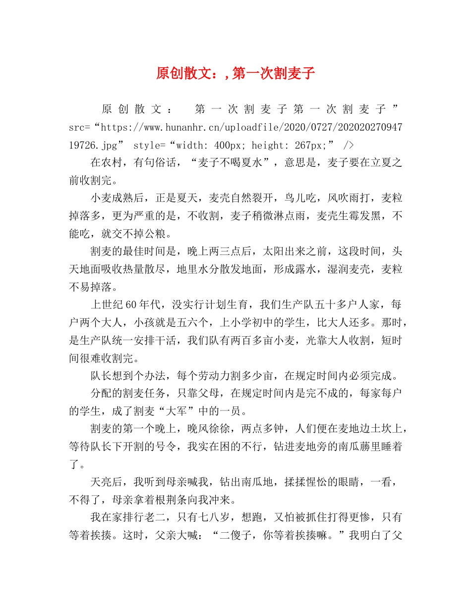 原创散文,第一次割麦子 _第1页