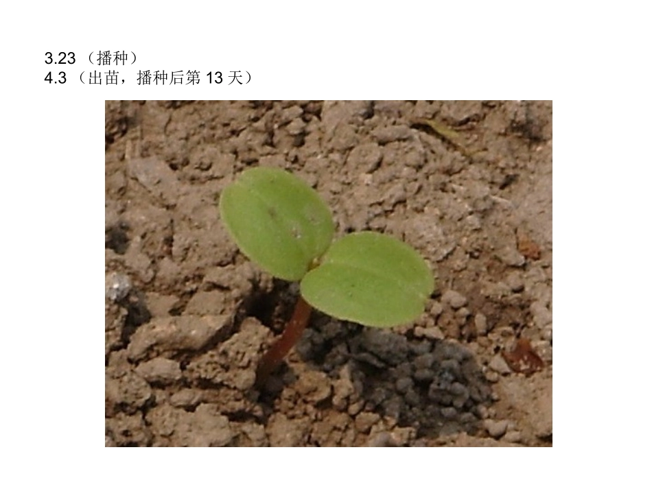 凤仙花的一生_第1页
