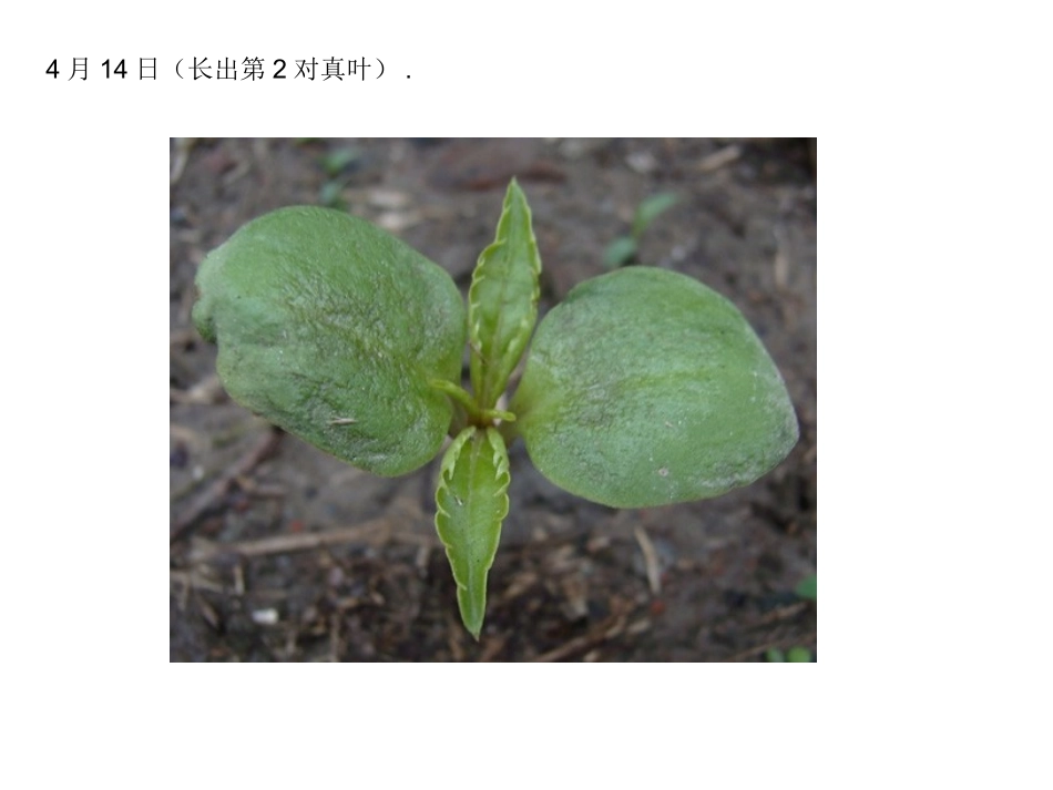 凤仙花的一生_第3页