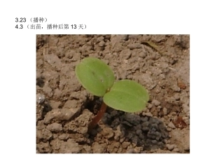 凤仙花的一生