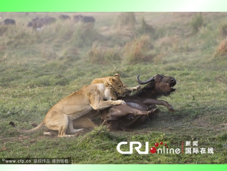 两只小狮子(1)_第2页