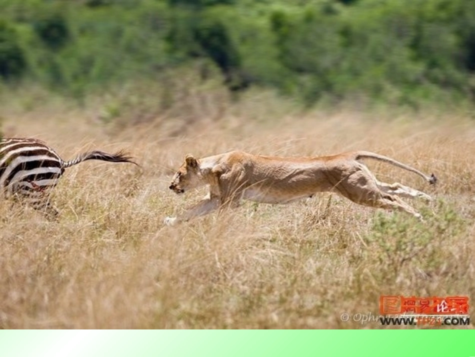 两只小狮子(1)_第3页