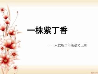一株紫丁香 (2)