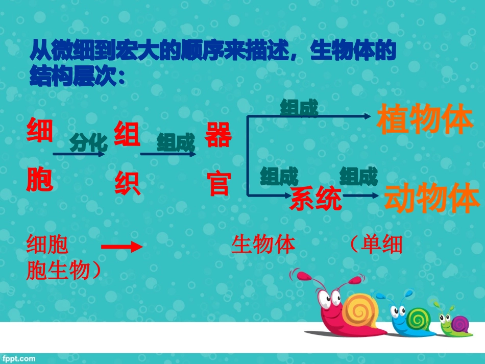 七年级3-1-1藻类、苔藓和蕨类植物1-_第2页