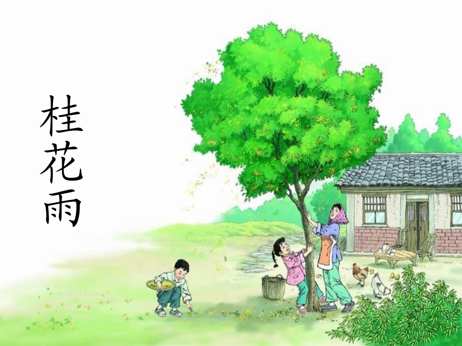 7桂花雨说课_第1页