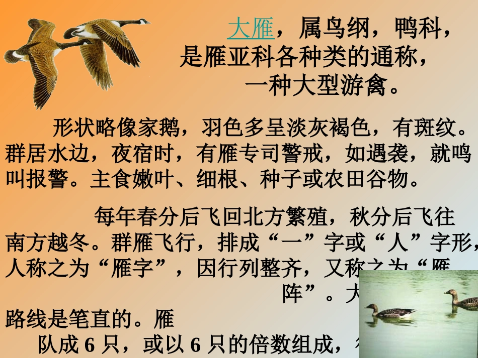 《大雁归来》_第3页