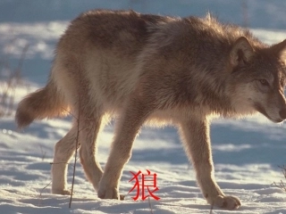 20狼 (2)