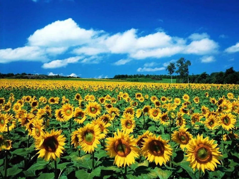 好大的向日葵_第2页