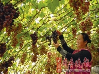 三年级作文_走进秋天