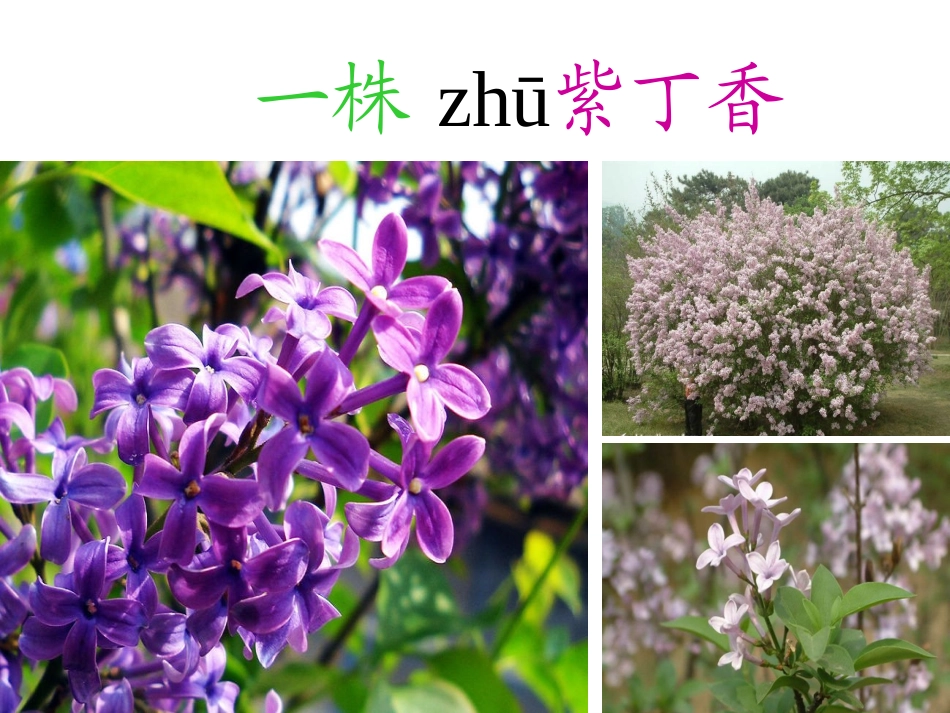 一株紫丁香PPT课件_第1页