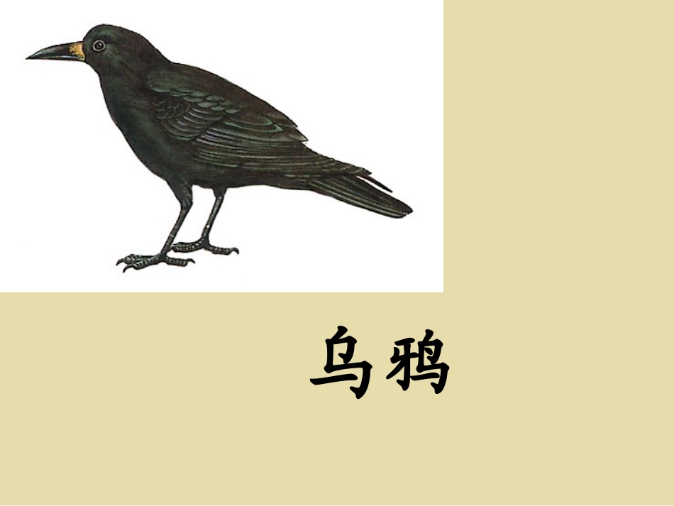 《乌鸦喝水》_第2页