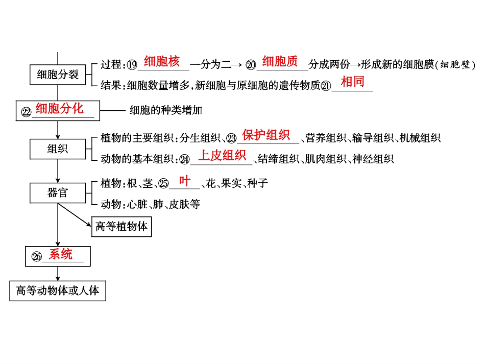 中考生物学专题知识整合·专题一生物体的结构层次_第3页