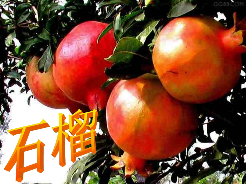 石榴第二课时_第1页