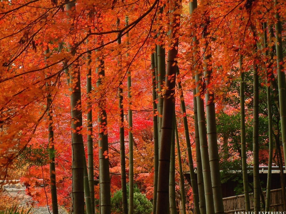 第六板块《小动物的家》_第3页