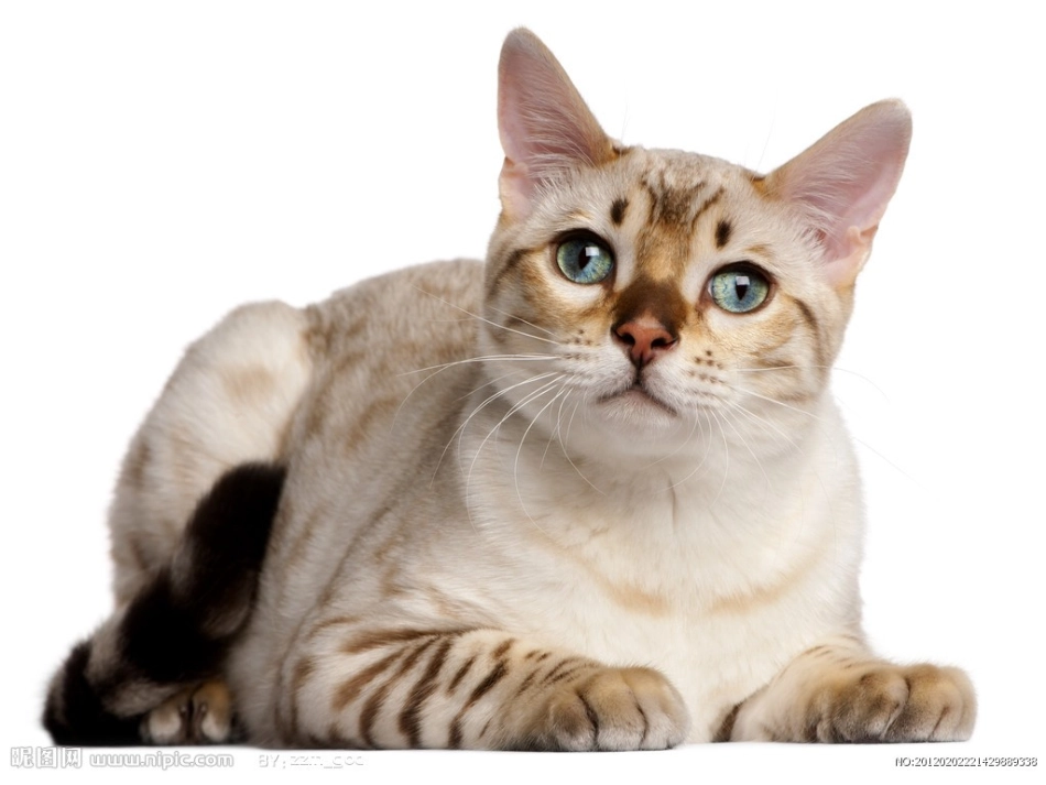 三年级美术课件《照猫画虎》_第1页