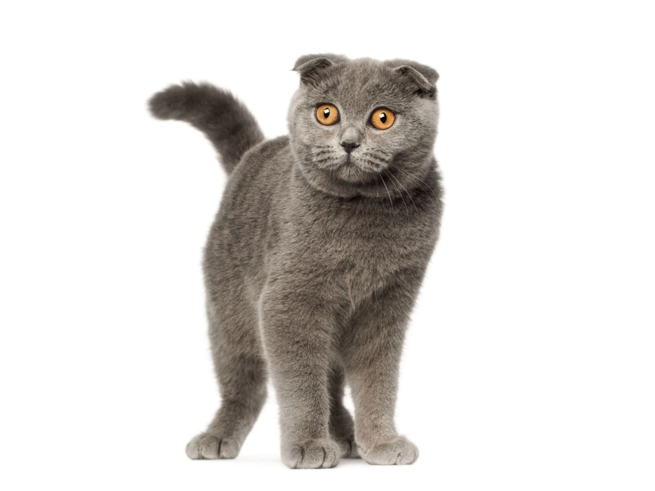 三年级美术课件《照猫画虎》_第3页