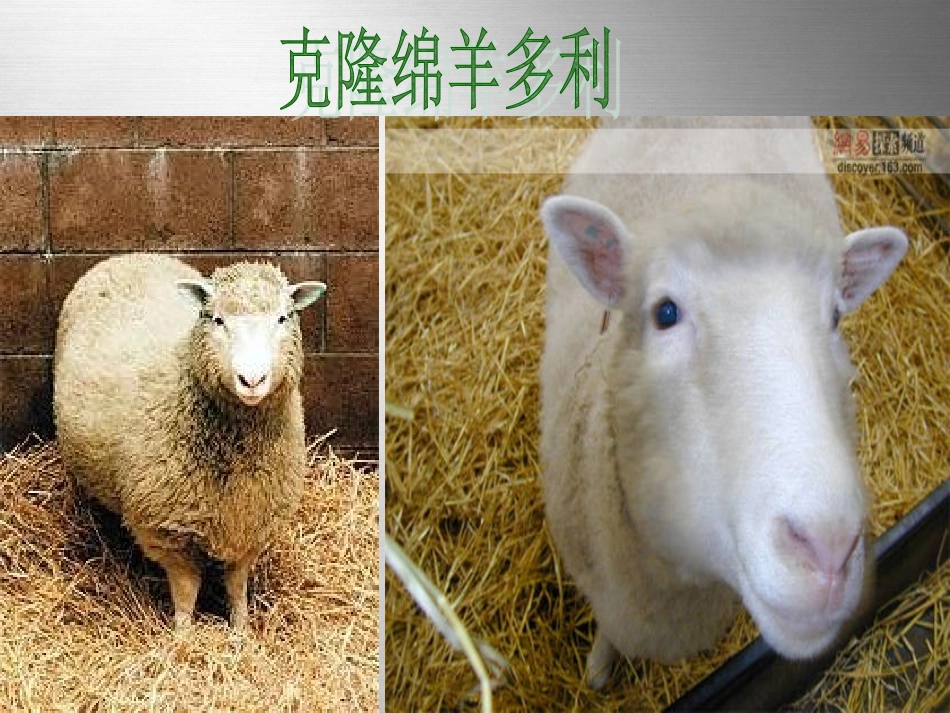 第28课《奇妙的克隆》_第2页