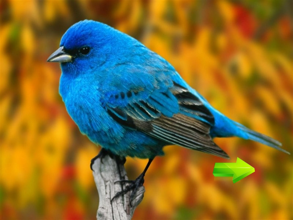 鸟儿的侦察报告课件_第2页