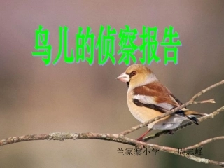 鸟儿的侦察报告课件