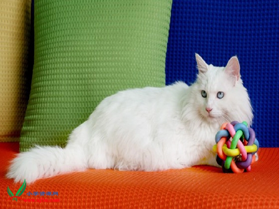 （语文S版）二年级语文下册课件找不到快乐的波斯猫1_第2页